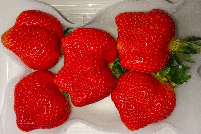yFz I嗱 ܂ 250g?270g 2pbN v 500g [THE FARM_strawberry  F um40azo780013] ܂ C`S t[c ʕ  Â