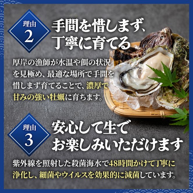 牡蠣 厚岸のブランド牡蠣 生食用 カキえもん Mサイズ 6個  [ 魚貝類 海鮮 海のミルク 国産 生食用殻付き牡蠣 まろやか クリーミー 食べやすい品種 海の香り 牡蠣の酒蒸し 焼き牡蠣  ]