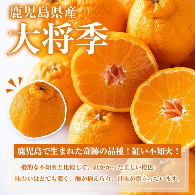 ＜先行予約受付中！2027年3月上旬以降順次発送予定＞ 鹿児島生まれの品種！露地栽培の大将季 (約5kg・15～24玉) 果物 冬 春 柑橘 みかん 蜜柑 フルーツ 期間限定 数量限定 大将季 露地 【鹿児島いずみ農業協同組合】akn018-19