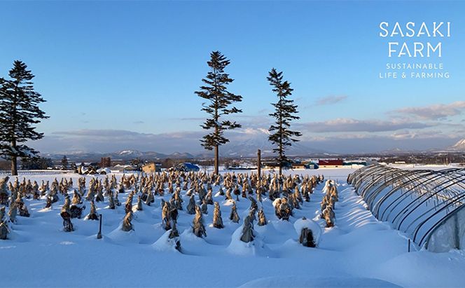 北海道 洞爺湖町産 フレッシュ ブルーベリー 500g 2パック 計1kg 7月20日から順次お届け 先行予約 北海道産 ブルーベリー 果物 果実 フルーツ 新鮮 国産 ベリー 農作物 お取り寄せ 冷凍 長期 保存 洞爺湖町