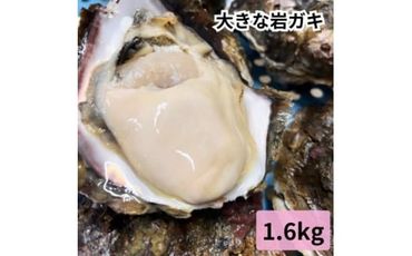 特大!天然岩牡蠣/特上1.6kg(2～3コ/殻付き生食用)CAS冷凍カキ 海鮮バーベキューBBQに