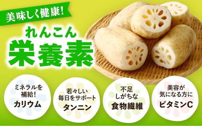 ＼朝採れ／ 洗いれんこん 2kg レンコン 蓮根 産地直送 野菜 愛西市 / 山三レンコン 【配達不可：離島】[AEBK005]