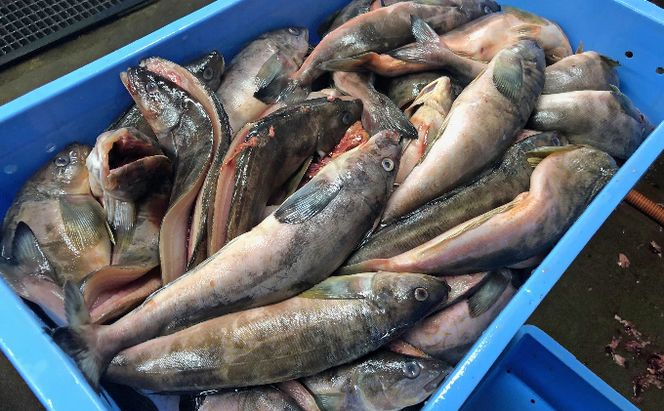 北海道 礼文島産 脂のり抜群 開きほっけ 2枚入×3袋(計約1.5kg)［マルキュウ ジンポーフーズ］【 ほっけ ホッケ 開きほっけ 干物 肉厚 脂のり 焼き魚 海鮮 北海道産 おかず 絶品 】
