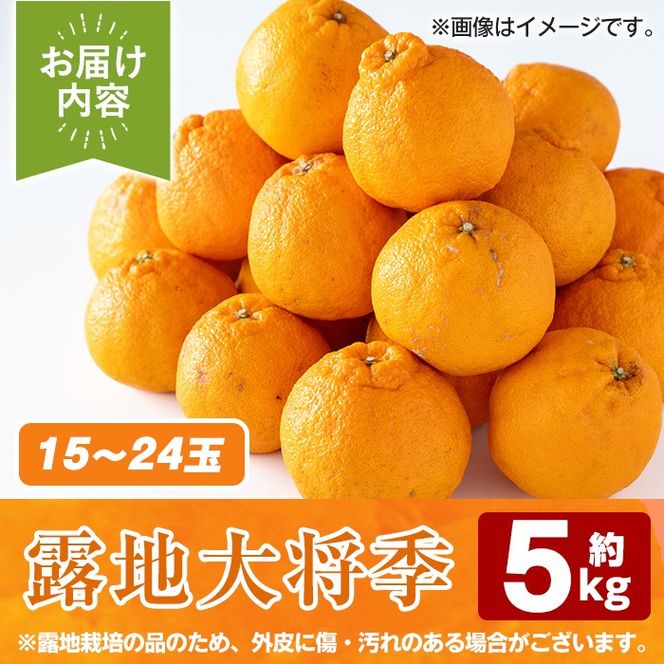＜先行予約受付中！2027年3月上旬以降順次発送予定＞ 鹿児島生まれの品種！露地栽培の大将季 (約5kg・15～24玉) 果物 冬 春 柑橘 みかん 蜜柑 フルーツ 期間限定 数量限定 大将季 露地 【鹿児島いずみ農業協同組合】akn018-19