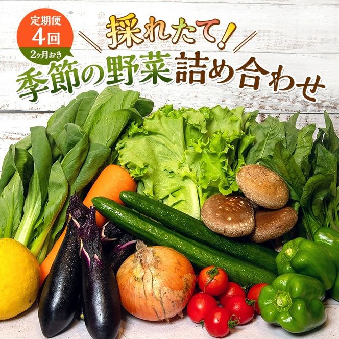 とれたて 野菜 パック 定期便 4回 2ヶ月おき 季節の野菜 セット 詰め合わせ 8品前後 野菜セット 野菜詰め合わせ ジャガイモ 人参 大根 小松菜 白ネギ グリーンリーフ チンゲン菜 椎茸 トマト 水菜 葉ネギ 人気 厳選 静岡県