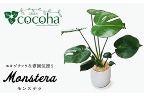 モンステラ  糸島市 / cocoha [AWB018] 観葉植物 緑 グリーン 暮らし インテリア 植物 鉢 おしゃれ 室内