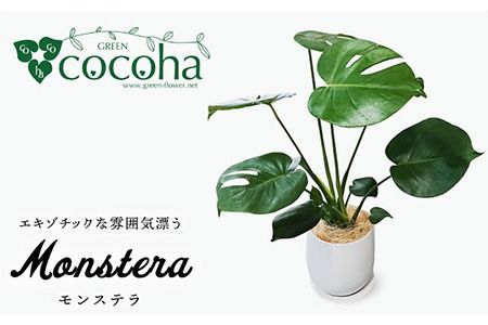 モンステラ 糸島市 / cocoha [AWB018] 観葉植物 グリーン インテリア 室内