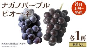 【 桐箱入り 】 ナガノパープル と ピオーネ (各１房)【2026年8月上旬発送開始】(茨城県共通返礼品：大子町) ぶどう 葡萄 マスカット フルーツ 果物 贈答用 ギフト 贈り物