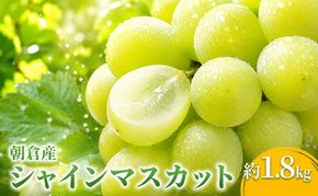 シャインマスカット マスカット ぶどう 1.8kg 2027年 発送 葡萄 ブドウ フルーツ 果物 くだもの デザート 筑前あさくら農協 配送不可 離島 