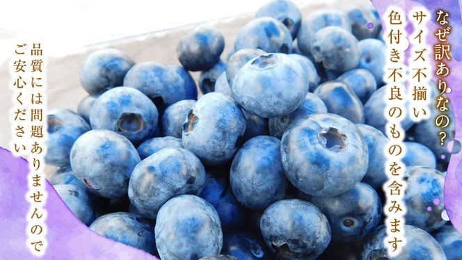 ≪先行予約≫【 訳あり 】 朝採れ 完熟 ブルーベリー 1050g ( 350g × 3パック ) 【 2026年 7月中旬頃より発送開始 】 ぶるーべりー フルーツ 果物 くだもの 新鮮 ベリー 小分け 朝どり 国産 生 規格外 不揃い