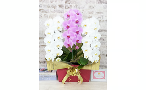 B099　【☆新機能☆ZERO胡蝶蘭】　紅白胡蝶蘭　３本立て＊白・ピンク＊（大輪）＜７つの特典付き！＞〈約高さ９０ｃｍ、横幅５５ｃｍ、奥行き４０ｃｍ〉33輪以上