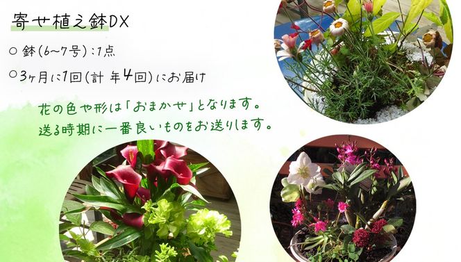 《 3ヶ月に1回お届け！年4回 定期便 》【 確実園 オリジナル 】 寄せ植え DX（おまかせ1点） ガーデニング 花 はな フラワー 鉢 鉢植え [BG012us]