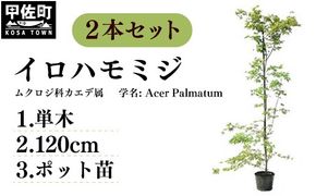イロハモミジ（伊呂波紅葉）苗木 単木 樹高1.2m前後 2本セット ポット苗 シンボルツリー 落葉樹 植木 庭木