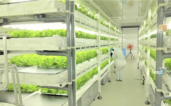 アノレタス（リーフレタス）新鮮シャキシャキ 栽培期間中無農薬低カリウムレタス 24袋セット【kkry0002】