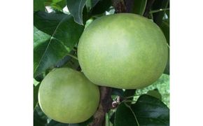 なつひめ 3キロ【安田農園】 312011_CG001