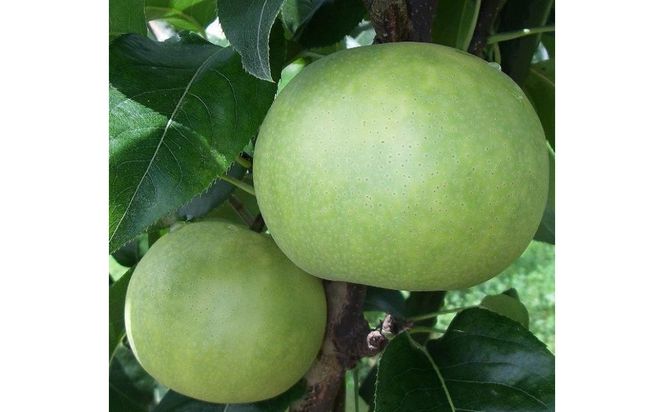 なつひめ 3キロ【安田農園】 312011_CG001