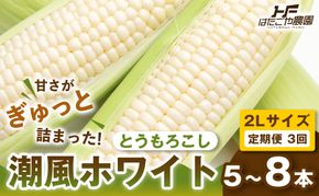 ［定期便・全3回］［夏の味覚］潮風ホワイト 2Lサイズ 5～8本 1セット とうもろこし トウモロコシ 白 コーン とうもろこし BBQ 焼き肉 白浜町 304018_ET09