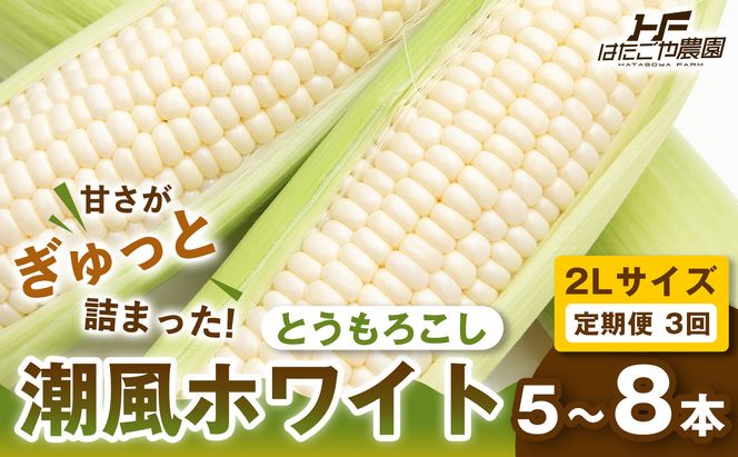 ［定期便・全3回］［夏の味覚］潮風ホワイト 2Lサイズ 5～8本 1セット とうもろこし トウモロコシ 白 コーン とうもろこし BBQ 焼き肉 白浜町 304018_ET09