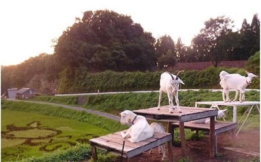 【早期予約】米 令和7年産 コシヒカリ 5kg 無洗米 棚田米 ヤギの杜｜富山 こめ コメ お米 おこめ 白米 精米 新米 ※北海道・沖縄・離島への配送不可 ※2025年10月上旬頃より順次発送予定