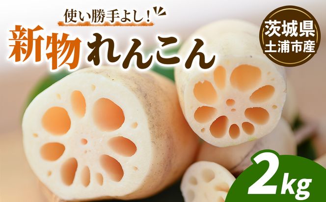 鈴木農園の新物れんこん ご家庭用・使い勝手よし 2kg 炒め物、サラダ、付け合わせに