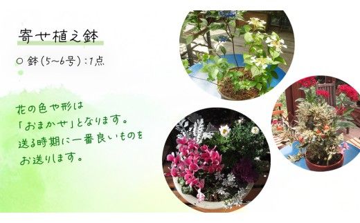 【 確実園 オリジナル 】 寄せ植え（おまかせ1点） ガーデニング 花 はな フラワー 鉢 鉢植え [BG003us]