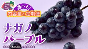 ＼選べる内容量・定期便／ ナガノパープル 約1.3kg ～ 5kg （約2房～12房）　単品（1回）・定期便（3か月連続）【2026年8月より発送開始】（茨城県共通返礼品 [ぶどう]：結城市産） ぶどう ブドウ 葡萄 ナガノパープル 種なし 皮ごと 高級 国産 黒ぶどう 旬 お取り寄せ フルーツ 希少品種 デザート
