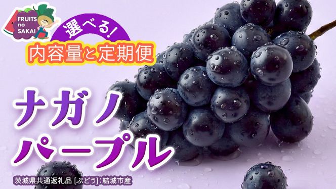 ＼選べる内容量・定期便／ ナガノパープル 約1.3kg ～ 5kg （約2房～12房）　単品（1回）・定期便（3か月連続）【2026年8月より発送開始】（茨城県共通返礼品 [ぶどう]：結城市産） ぶどう ブドウ 葡萄 ナガノパープル 種なし 皮ごと 高級 国産 黒ぶどう 旬 お取り寄せ フルーツ 希少品種 デザート