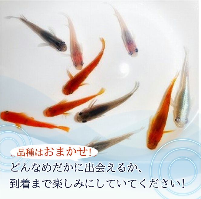 高級めだか 5匹＋補償 2匹（品種はおまかせ）_BA6012