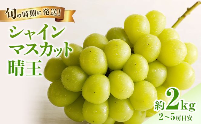 【2026年先行受付】 シャインマスカット 晴王 秀品 大房 約2kg(2～5房) 岡山県産 ぶどう 葡萄 ブドウ ギフト 御礼 プレゼント 御礼 御祝 御供 果物 くだもの フルーツ