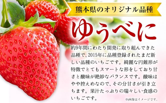 【3ヶ月定期便】先行予約 いちご 苺 ゆうべに 約1500g  約250g×6パック 定期便 熊本 いちご 苺 イチゴ 熊本県 氷川町 ゆうべに いちご《1月中旬-3月末頃出荷》熊本県 氷川町 果物 フルーツ 先行 予約 アフター保証 ふるさと納税 いちご おすすめ---hkw_cjaybntei_24_40500_6p_jan3---