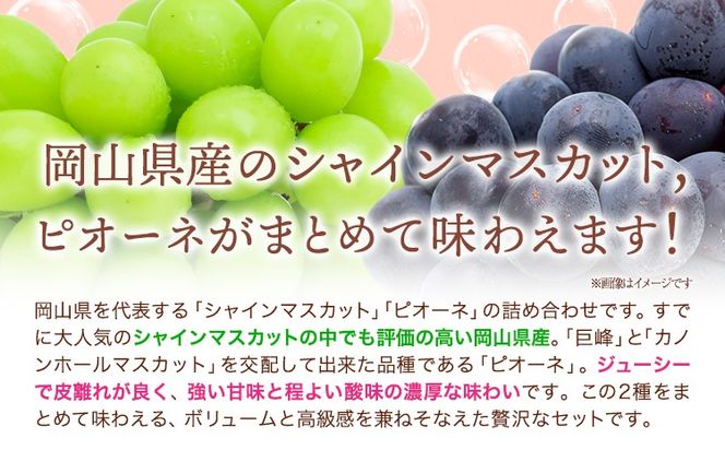 【2026年発送先行予約】シャインマスカット・ピオーネ詰め合わせ 約1.0kg マスカット 葡萄 ブドウ ぶどう ピオーネ フルーツ セット 晴れの国おかやま館 《2026年8月下旬-9月中旬頃出荷》 フルーツ 果物 果実 岡山県 矢掛町---ofn_choksp_h8_25_22000_10---