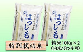 特別栽培米 【 令和8年産 】 精米 20kg（白米/5分/7分ツキ可）【 ハツシモ 】玄米は別に出品