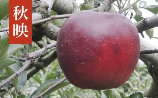 長野県産 季節の旬のりんご 約3kg 6～12玉［小布施屋］ りんご 林檎 リンゴ 果物 フルーツ 令和7年産 【2025年10月～2026年2月発送】 ［H-72］