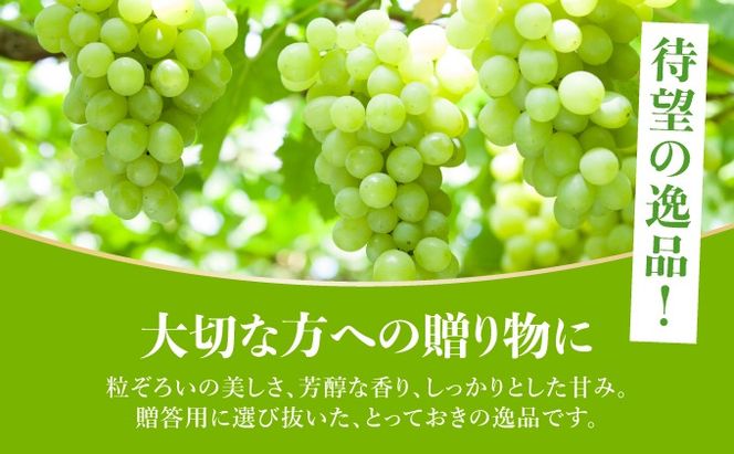 ＜先行予約＞ シャインマスカット 2房（1kg以上）化粧箱入り