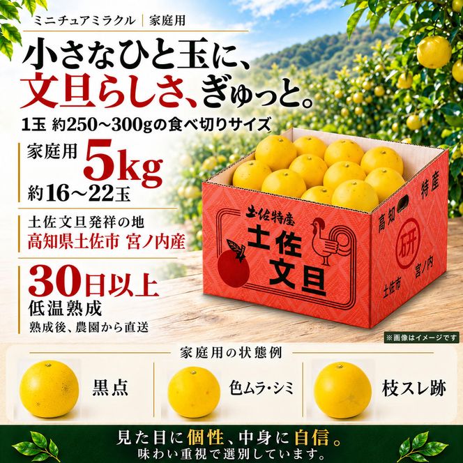 土佐文旦 ミニチュアミラクル 5kg 家庭用 超小玉 日本ギフト大賞受賞 文旦発祥の地 園主こだわり 希少サイズ 小玉よりさらに小さい 高知県土佐市産 高知県産 国産 5キロ ぶんたん みかん 柑橘類 高級フルーツ 果物 産地直送 お取り寄せ ギフト 先行予約 やの一果彩[BQAC026]