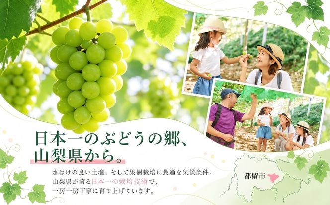 【2027年発送】 シャインマスカット 粒 山梨県産 選べる4容量 約500g 約1.3kg 約1.5kg 約2.0kg ｜シャインマスカット ぶどう 　葡萄　ブドウ　山梨県　都留市 くだもの　果物 フルーツ 大人気 送料無料 粒のまま FB022_056