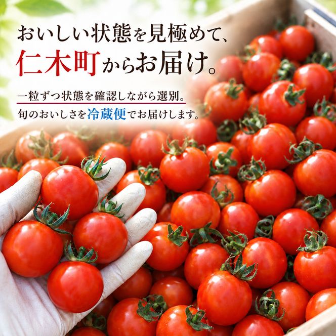 [2026年発送] 北海道 仁木町産 ミニトマト キャロルスター 800g (32粒～50粒) トマト 野菜  国産 プチトマト 甘み 使いやすい サラダ お弁当 家庭用 子供に人気  リコピン [REDA FARM]