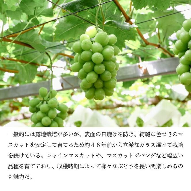 マスカット・ジパング 1房（900g以上）内田農園 岡山県 瀬戸内市 邑久町産 葡萄 ぶどう 2026年【配達不可：北海道・沖縄・離島】 果物類 フルーツ オリジナル 種なし 皮ごと