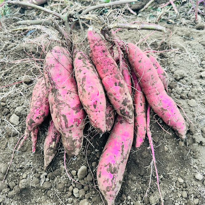 【先行予約】【10月中旬以降より順次発送】訳アリ 茨城県産金時 約5kg｜さつまいも 芋 サツマイモ 金時 訳あり わけあり 茨城県 取手市（AS010-1）