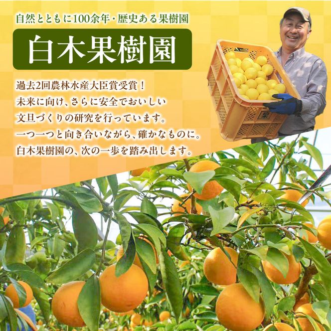 【先行予約】【果樹園直送】土佐文旦 特選品贈答用 約5kg L～2Lサイズ 10～13個入り〈2027年2月中旬～3月中旬頃発送〉  /  ぶんたん ブンタン フルーツ 柑橘 みかん 果物 くだもの 柑橘類 デザート おやつ 高知県 土佐市【白木果樹園】 [BQAI006]