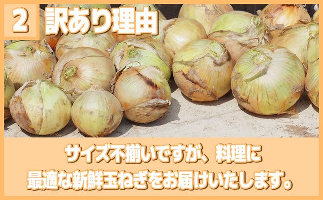 【2027年先行予約 容量選べる】 訳あり 玉ねぎ 3～10kg (1箱)  【5月以降発送】 野菜 オニオン 甘い 玉葱 肉じゃが ハンバーグ 家庭用 大きさ不揃い たまねぎ
