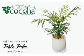 テーブル ヤシ 糸島市 / cocoha[AWB009] 観葉植物 緑 グリーン 室内 インテリア ヤシの木 テーブルヤシ