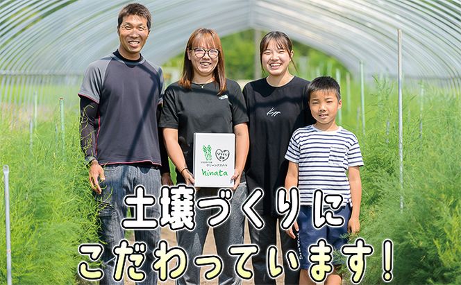 アスパラ 北海道 約1.5kg！朝採り 露地限定グリーンアスパラ（M・Sサイズ混合）［ほりぐち農園］※2026年5月中旬出荷開始先行予約  野菜 アスパラガス 旬 とれたて お取り寄せ 産地直送 