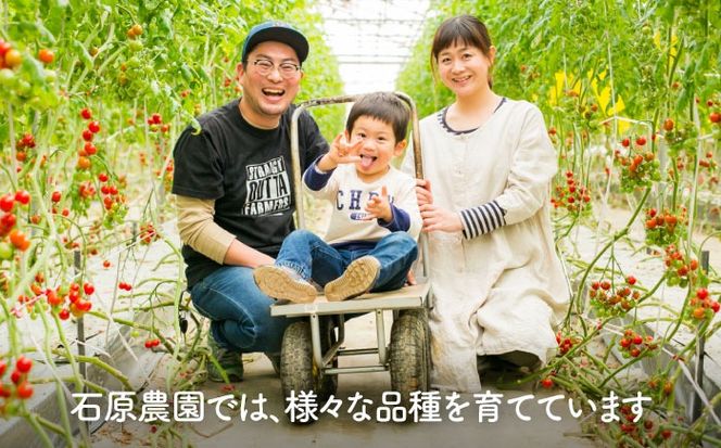 【先行予約】  ＼毎年10月より順次発送／ ミニトマト(こはる)800g トマト 野菜 新鮮 期間限定トマト  愛西市 / 株式会社石原農園 【配達不可：離島】[AEBG008]
