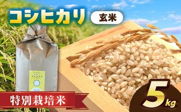 ＼11月～選べる配送月／特別栽培米　コシヒカリ　玄米　5kg　お米　ご飯　愛西市／株式会社戸倉トラクター[AECS028]