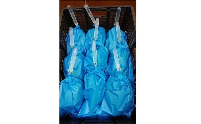 【11・12月発送】富山葡萄園の冷蔵シャインマスカット約1kg(2房） 果物類 ぶどう フルーツ ブドウ 果物 