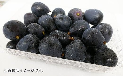 【先行受付】数量限定 訳あり ナガノパープル（バラバラくん）約700g《信州うちやま農園》■2025年発送■※8月中旬頃～10月中旬頃まで順次発送予定