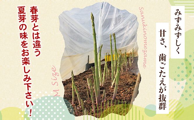 アスパラガス【さぬきのめざめ】夏芽Mサイズ900g グリーンアスパラガス 野菜 柔らかい シャキシャキ 旬の野菜 国産 食材 