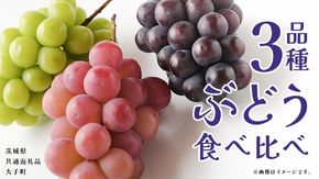 ぶどう ３品種 食べ比べ 【2026年8月上旬発送開始】(茨城県共通返礼品：大子町) ブドウ 葡萄 シャインマスカット 巨峰 ピオーネ ゴルビー 我が道 果物 フルーツ 果実        