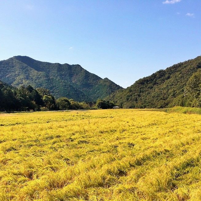 『醸し人九平次 純米大吟醸（「別誂」「山田錦」各1,800ml）』セット　～西脇市産山田錦使用日本酒～